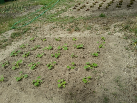 Talhão de Courgettes.