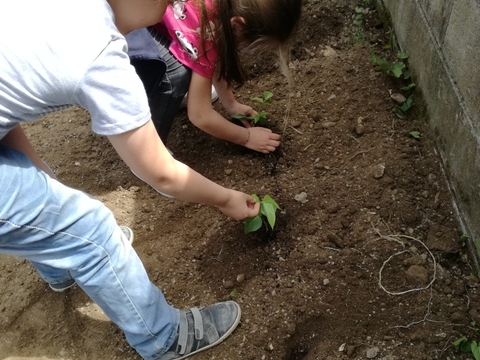 Alunos do 1ºciclo a plantar.