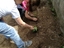 Alunos do 1ºciclo a plantar.