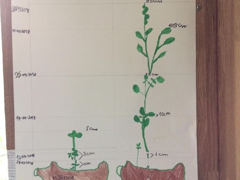 Gráfico representativo do crescimento da semente da batata, ao longo destas semanas.