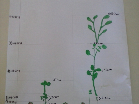 Comparação do crescimento de ambas plantações