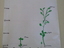 Comparação do crescimento de ambas plantações