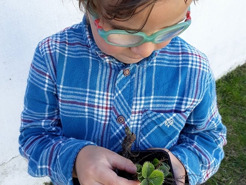 Morango para ser transplantado para metade de uma garrafa de plástico para se poder verificar o seu desenvolvimento, em contexto de sala. Explorar a diferença entre plantar e semear.