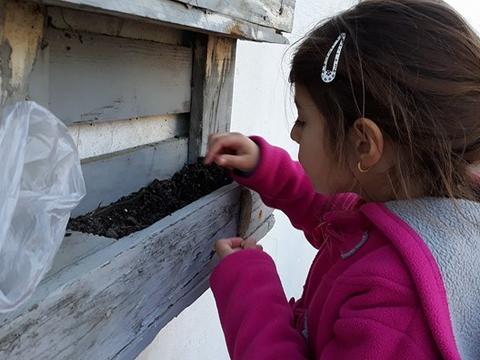 Plantação da semente de ervilha, de morangos, de alface e de ervas aromáticas