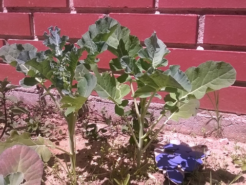 couves plantadas pelo pré escolar