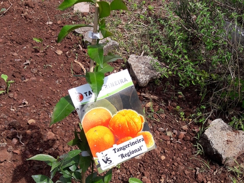 Tangerineira da nossa horta