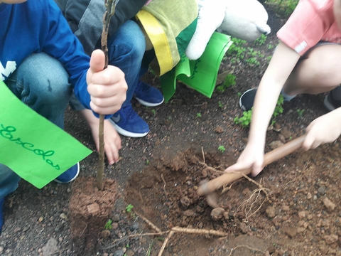 Plantação da árvore