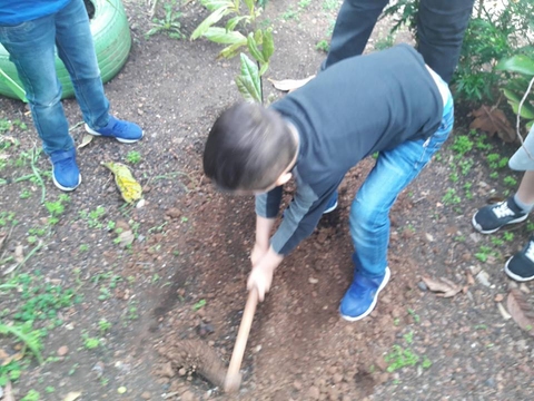 Plantação da árvore