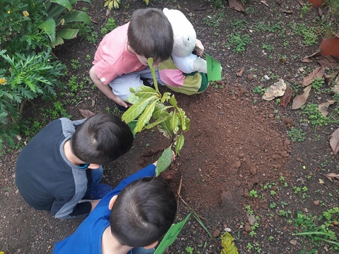 Plantação da árvore