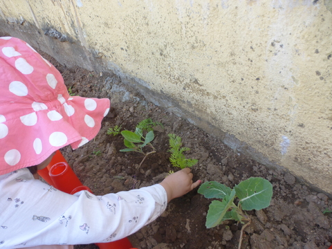 Plantar cenouras.