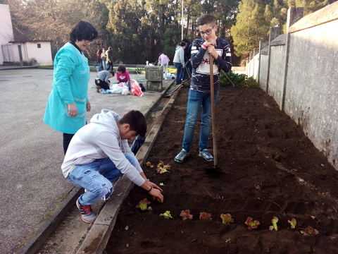 Plantação de alfaces disponibilizadas pelos Encarregados de Educação dos alunos do 8ºano. Abertura dos regos para plantação, com a enchada- trabalho orientado pela assistente operacional e realizado pelos alunos do 8ºano.