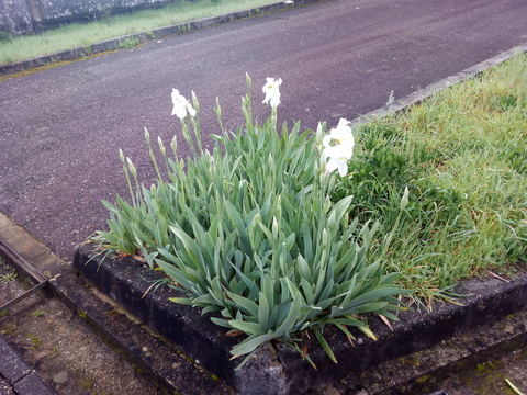 Floração dos Lírios.