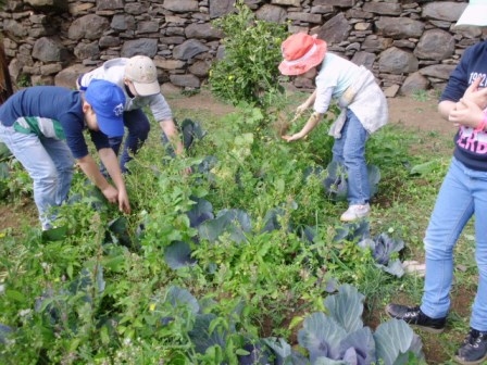 Monda de algumas ervas.