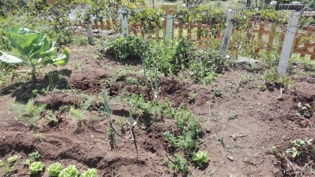 Plantas ainda em desenvolvimento.