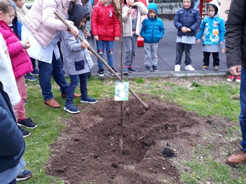 Participação das crianças do pré-escolar durante a plantação de um marmeleiro.