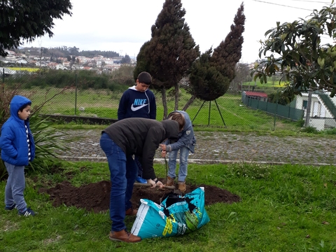 Colocação de adubo antes da plantação do marmeleiro.