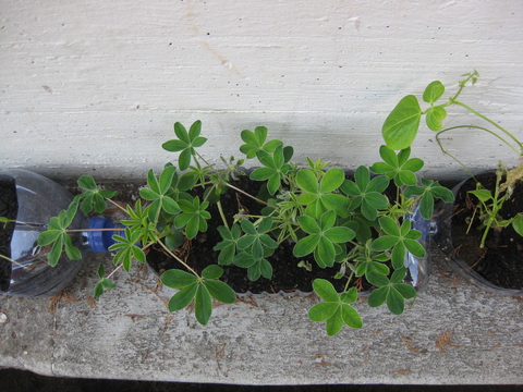 Desenvolvimento das plantas em garrafões de água.