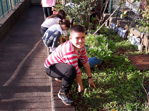 Preparação/ Limpeza da terra , semear/plantar