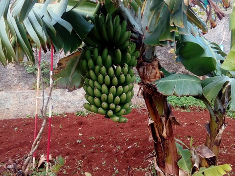 Cacho de bananas pronto a apanhar