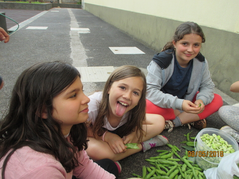 Alunos a retirar as favas da casca