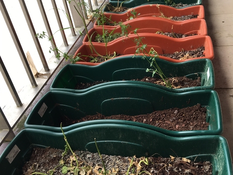 Sementeiras - desenvolvidas para semear até obter as plantas que eram posteriormente colocadas no terreno.