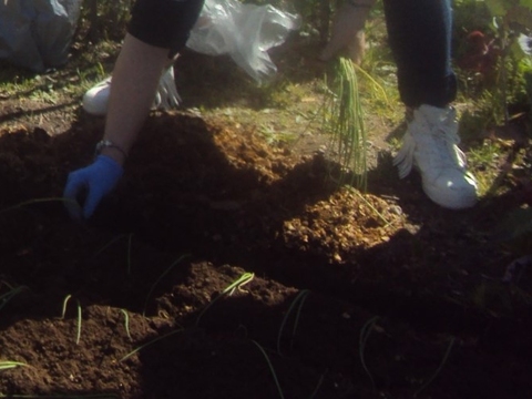 Plantação do cebolo.