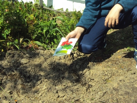 Sementeira de rabanetes na horta.