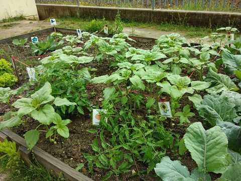 Hortícolas identificados