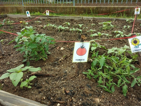 Hortícolas identificados