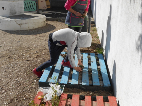 Plantação de morangueiros