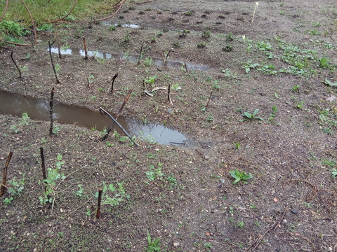 A tratar das plantas.