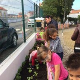 1ª fase : preparação da mini- horta e plantação