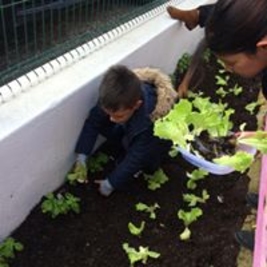 1ª fase : preparação da mini- horta e plantação