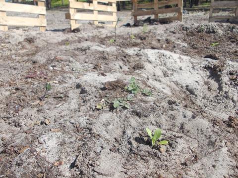 hortinha no seu início depois de um Inverno rigoroso