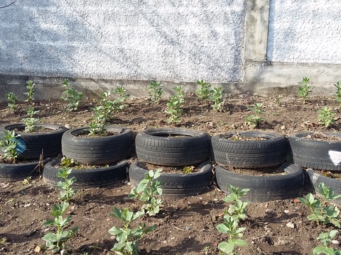 A nossa horta de Agricultura Biológica. Terreno criado com a ajuda de Pneus. As couves e as ervilhas estão viçosas!