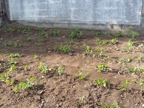 A nossa horta de Agricultura Biológica. Terreno criado com a ajuda de Pneus. As couves e as ervilhas estão viçosas!