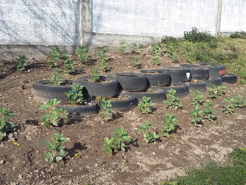 A nossa horta de Agricultura Biológica. Terreno criado com a ajuda de Pneus. As couves e as ervilhas estão viçosas!