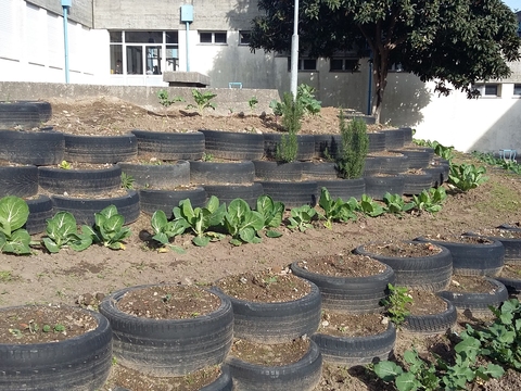 A nossa horta de Agricultura Biológica. Terreno criado com a ajuda de Pneus. As couves e as ervilhas estão viçosas!