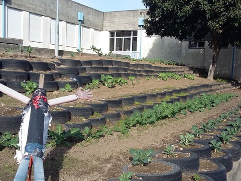 A nossa horta de Agricultura Biológica. Terreno criado com a ajuda de Pneus. As couves e as ervilhas estão viçosas!