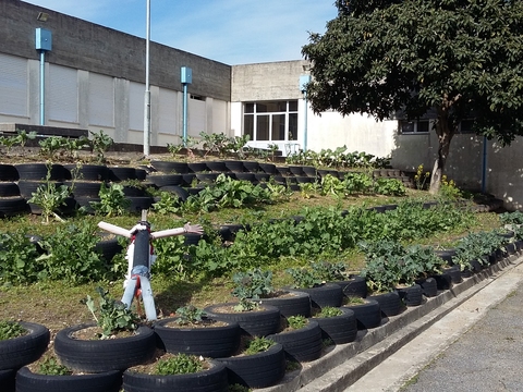 A nossa horta está cada vez mais viçosa!