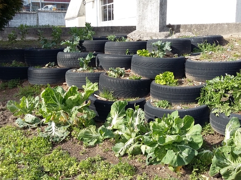 A nossa horta está cada vez mais viçosa!