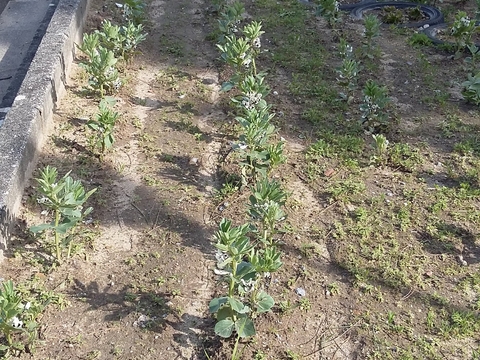 A nossa horta está cada vez mais viçosa!