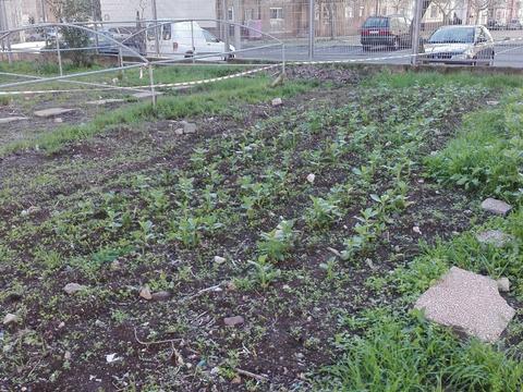 As favas foram semeadas antes do primeiro  período ter terminado - meados de dezembro.