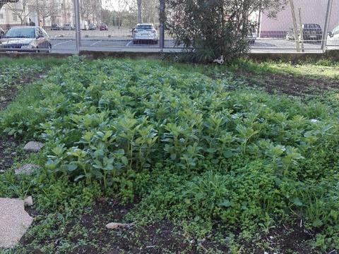 Faveiros mais mais avançados na sua fase de crescimento por terem sido plantas no início de dezembro.