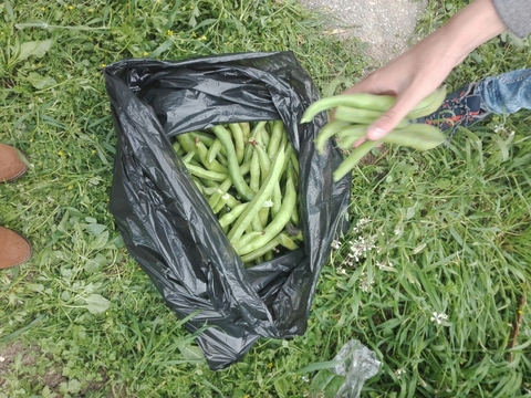 Apanha das favas na nossa bio-horta.