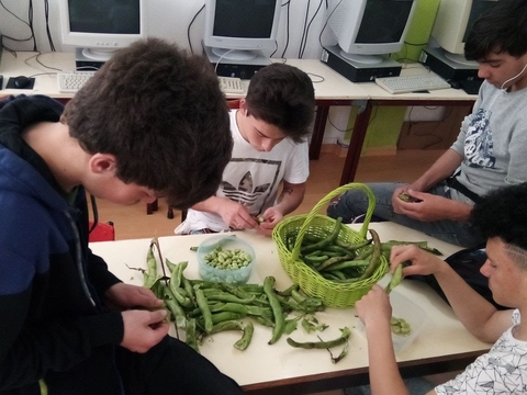 Alunos do curso PIEF a descascar as favas apanhadas na bio-horta da escola.