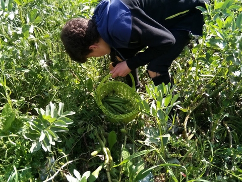 Apanha das favas na nossa bio-horta.