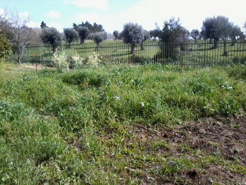 Antes da intervenção, o espaço da horta encontrava-se repleto de plantas infestantes.