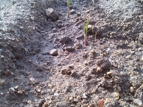 Germinação dos alhos