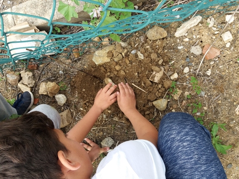 Plantar videira na vedação da horta